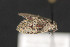  ( - CNCLEP 81816)  @13 [ ] CreativeCommons - Attribution Non-Commercial Share-Alike (2011) Canadian National Collection of Insects, Arachnids and Nematodes Canadian National Collection of Insects, Arachnids and Nematodes