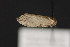  ( - CNCLEP 81819)  @13 [ ] CreativeCommons - Attribution Non-Commercial Share-Alike (2011) Canadian National Collection of Insects, Arachnids and Nematodes Canadian National Collection of Insects, Arachnids and Nematodes