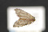  ( - CNCLEP 81821)  @13 [ ] CreativeCommons - Attribution Non-Commercial Share-Alike (2011) Canadian National Collection of Insects, Arachnids and Nematodes Canadian National Collection of Insects, Arachnids and Nematodes