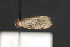  ( - CNCLEP 81823)  @12 [ ] CreativeCommons - Attribution Non-Commercial Share-Alike (2011) Canadian National Collection of Insects, Arachnids and Nematodes Canadian National Collection of Insects, Arachnids and Nematodes