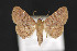 ( - CNCLEP 81859)  @14 [ ] CreativeCommons - Attribution Non-Commercial Share-Alike (2011) Canadian National Collection of Insects, Arachnids and Nematodes Canadian National Collection of Insects, Arachnids and Nematodes