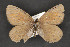  ( - CNCLEP 81892)  @13 [ ] CreativeCommons - Attribution Non-Commercial Share-Alike (2011) Canadian National Collection of Insects, Arachnids and Nematodes Canadian National Collection of Insects, Arachnids and Nematodes