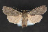  ( - CNCLEP 81907)  @11 [ ] CreativeCommons - Attribution Non-Commercial Share-Alike (2011) Canadian National Collection of Insects, Arachnids and Nematodes Canadian National Collection of Insects, Arachnids and Nematodes