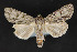  ( - CNCLEP 81913)  @11 [ ] CreativeCommons - Attribution Non-Commercial Share-Alike (2011) Canadian National Collection of Insects, Arachnids and Nematodes Canadian National Collection of Insects, Arachnids and Nematodes