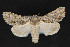  ( - CNCLEP 81914)  @11 [ ] CreativeCommons - Attribution Non-Commercial Share-Alike (2011) Canadian National Collection of Insects, Arachnids and Nematodes Canadian National Collection of Insects, Arachnids and Nematodes