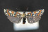  ( - CNCLEP 81916)  @14 [ ] CreativeCommons - Attribution Non-Commercial Share-Alike (2011) Canadian National Collection of Insects, Arachnids and Nematodes Canadian National Collection of Insects, Arachnids and Nematodes