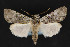  ( - CNCLEP 81919)  @14 [ ] CreativeCommons - Attribution Non-Commercial Share-Alike (2011) Canadian National Collection of Insects, Arachnids and Nematodes Canadian National Collection of Insects, Arachnids and Nematodes
