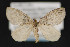  ( - CNCLEP 81936)  @13 [ ] CreativeCommons - Attribution Non-Commercial Share-Alike (2011) Canadian National Collection of Insects, Arachnids and Nematodes Canadian National Collection of Insects, Arachnids and Nematodes