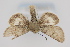  ( - CNCLEP 81947)  @12 [ ] CreativeCommons - Attribution Non-Commercial Share-Alike (2011) Canadian National Collection of Insects, Arachnids and Nematodes Canadian National Collection of Insects, Arachnids and Nematodes