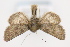  ( - CNCLEP 81950)  @12 [ ] CreativeCommons - Attribution Non-Commercial Share-Alike (2011) Canadian National Collection of Insects, Arachnids and Nematodes Canadian National Collection of Insects, Arachnids and Nematodes