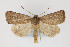  ( - CNCLEP 81972)  @13 [ ] CreativeCommons - Attribution Non-Commercial Share-Alike (2011) Canadian National Collection of Insects, Arachnids and Nematodes Canadian National Collection of Insects, Arachnids and Nematodes