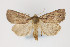  ( - CNCLEP 81976)  @12 [ ] CreativeCommons - Attribution Non-Commercial Share-Alike (2011) Canadian National Collection of Insects, Arachnids and Nematodes Canadian National Collection of Insects, Arachnids and Nematodes