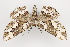  ( - CNCLEP 81977)  @14 [ ] CreativeCommons - Attribution Non-Commercial Share-Alike (2011) Canadian National Collection of Insects, Arachnids and Nematodes Canadian National Collection of Insects, Arachnids and Nematodes