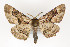 ( - CNCLEP 81980)  @11 [ ] CreativeCommons - Attribution Non-Commercial Share-Alike (2011) Canadian National Collection of Insects, Arachnids and Nematodes Canadian National Collection of Insects, Arachnids and Nematodes