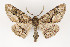  ( - CNCLEP 81981)  @11 [ ] CreativeCommons - Attribution Non-Commercial Share-Alike (2011) Canadian National Collection of Insects, Arachnids and Nematodes Canadian National Collection of Insects, Arachnids and Nematodes