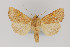  ( - CNCLEP 81992)  @12 [ ] CreativeCommons - Attribution Non-Commercial Share-Alike (2011) Canadian National Collection of Insects, Arachnids and Nematodes Canadian National Collection of Insects, Arachnids and Nematodes
