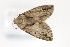  ( - CNCLEP 81996)  @12 [ ] CreativeCommons - Attribution Non-Commercial Share-Alike (2011) Canadian National Collection of Insects, Arachnids and Nematodes Canadian National Collection of Insects, Arachnids and Nematodes