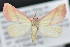  ( - CNCLEP 83520)  @13 [ ] CreativeCommons - Attribution Non-Commercial Share-Alike (2013) CNC Canadian National Collection of Insects, Arachnids and Nematodes