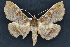  (Azeta rufescens - CNCLEP 83526)  @13 [ ] CreativeCommons - Attribution Non-Commercial Share-Alike (2013) CNC Canadian National Collection of Insects, Arachnids and Nematodes