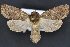  (Eriopyga desiota - CNCLEP 83529)  @11 [ ] CreativeCommons - Attribution Non-Commercial Share-Alike (2013) CNC Canadian National Collection of Insects, Arachnids and Nematodes