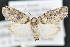 ( - CNCLEP 83534)  @12 [ ] CreativeCommons - Attribution Non-Commercial Share-Alike (2013) CNC Canadian National Collection of Insects, Arachnids and Nematodes