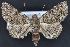  ( - CNCLEP 83539)  @11 [ ] CreativeCommons - Attribution Non-Commercial Share-Alike (2013) CNC Canadian National Collection of Insects, Arachnids and Nematodes