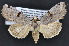  (Prasinopyra - CNCLEP 83543)  @13 [ ] CreativeCommons - Attribution Non-Commercial Share-Alike (2013) CNC Canadian National Collection of Insects, Arachnids and Nematodes