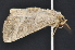  ( - CNCLEP 83558)  @14 [ ] CreativeCommons - Attribution Non-Commercial Share-Alike (2013) CNC Canadian National Collection of Insects, Arachnids and Nematodes