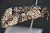  ( - CNCLEP 83572)  @12 [ ] CreativeCommons - Attribution Non-Commercial Share-Alike (2013) CNC Canadian National Collection of Insects, Arachnids and Nematodes
