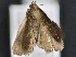  ( - CNCLEP 83577)  @12 [ ] CreativeCommons - Attribution Non-Commercial Share-Alike (2013) CNC Canadian National Collection of Insects, Arachnids and Nematodes