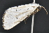  ( - CNCLEP 83578)  @13 [ ] CreativeCommons - Attribution Non-Commercial Share-Alike (2013) CNC Canadian National Collection of Insects, Arachnids and Nematodes