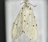  ( - CNCLEP 83579)  @13 [ ] CreativeCommons - Attribution Non-Commercial Share-Alike (2013) CNC Canadian National Collection of Insects, Arachnids and Nematodes