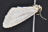  ( - CNCLEP 83585)  @12 [ ] CreativeCommons - Attribution Non-Commercial Share-Alike (2013) CNC Canadian National Collection of Insects, Arachnids and Nematodes