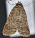  ( - CNCLEP 83586)  @12 [ ] CreativeCommons - Attribution Non-Commercial Share-Alike (2013) CNC Canadian National Collection of Insects, Arachnids and Nematodes