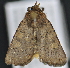  ( - CNCLEP 83588)  @12 [ ] CreativeCommons - Attribution Non-Commercial Share-Alike (2013) CNC Canadian National Collection of Insects, Arachnids and Nematodes