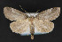  ( - CNCLEP 84120)  @13 [ ] CreativeCommons - Attribution Non-Commercial Share-Alike (2010) Canadian National Collection of Insects, Arachnids and Nematodes Canadian National Collection of Insects, Arachnids and Nematodes