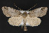  ( - CNCLEP 84123)  @14 [ ] CreativeCommons - Attribution Non-Commercial Share-Alike (2010) Canadian National Collection of Insects, Arachnids and Nematodes Canadian National Collection of Insects, Arachnids and Nematodes