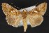  ( - CNCLEP 84137)  @13 [ ] CreativeCommons - Attribution Non-Commercial Share-Alike (2010) Canadian National Collection of Insects, Arachnids and Nematodes Canadian National Collection of Insects, Arachnids and Nematodes
