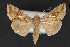  ( - CNCLEP 84138)  @14 [ ] CreativeCommons - Attribution Non-Commercial Share-Alike (2010) Canadian National Collection of Insects, Arachnids and Nematodes Canadian National Collection of Insects, Arachnids and Nematodes