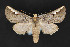  ( - CNCLEP 84152)  @11 [ ] CreativeCommons - Attribution Non-Commercial Share-Alike (2010) Canadian National Collection of Insects, Arachnids and Nematodes Canadian National Collection of Insects, Arachnids and Nematodes