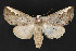  ( - CNCLEP 84153)  @13 [ ] CreativeCommons - Attribution Non-Commercial Share-Alike (2010) Canadian National Collection of Insects, Arachnids and Nematodes Canadian National Collection of Insects, Arachnids and Nematodes