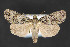  ( - CNCLEP 84154)  @15 [ ] CreativeCommons - Attribution Non-Commercial Share-Alike (2010) Canadian National Collection of Insects, Arachnids and Nematodes Canadian National Collection of Insects, Arachnids and Nematodes