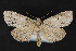 ( - CNCLEP 84156)  @13 [ ] CreativeCommons - Attribution Non-Commercial Share-Alike (2010) Canadian National Collection of Insects, Arachnids and Nematodes Canadian National Collection of Insects, Arachnids and Nematodes