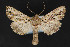  ( - CNCLEP 84158)  @14 [ ] CreativeCommons - Attribution Non-Commercial Share-Alike (2010) Canadian National Collection of Insects, Arachnids and Nematodes Canadian National Collection of Insects, Arachnids and Nematodes