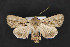  ( - CNCLEP 84160)  @13 [ ] CreativeCommons - Attribution Non-Commercial Share-Alike (2010) Canadian National Collection of Insects, Arachnids and Nematodes Canadian National Collection of Insects, Arachnids and Nematodes