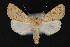  ( - CNCLEP 84165)  @14 [ ] CreativeCommons - Attribution Non-Commercial Share-Alike (2010) Canadian National Collection of Insects, Arachnids and Nematodes Canadian National Collection of Insects, Arachnids and Nematodes