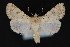  ( - CNCLEP 84169)  @14 [ ] CreativeCommons - Attribution Non-Commercial Share-Alike (2010) Canadian National Collection of Insects, Arachnids and Nematodes Canadian National Collection of Insects, Arachnids and Nematodes