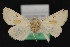  ( - CNCLEP 84173)  @12 [ ] CreativeCommons - Attribution Non-Commercial Share-Alike (2010) Canadian National Collection of Insects, Arachnids and Nematodes Canadian National Collection of Insects, Arachnids and Nematodes