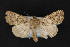  ( - CNCLEP 84180)  @13 [ ] CreativeCommons - Attribution Non-Commercial Share-Alike (2010) Canadian National Collection of Insects, Arachnids and Nematodes Canadian National Collection of Insects, Arachnids and Nematodes