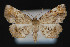  ( - CNCLEP 84182)  @14 [ ] CreativeCommons - Attribution Non-Commercial Share-Alike (2010) Canadian National Collection of Insects, Arachnids and Nematodes Canadian National Collection of Insects, Arachnids and Nematodes